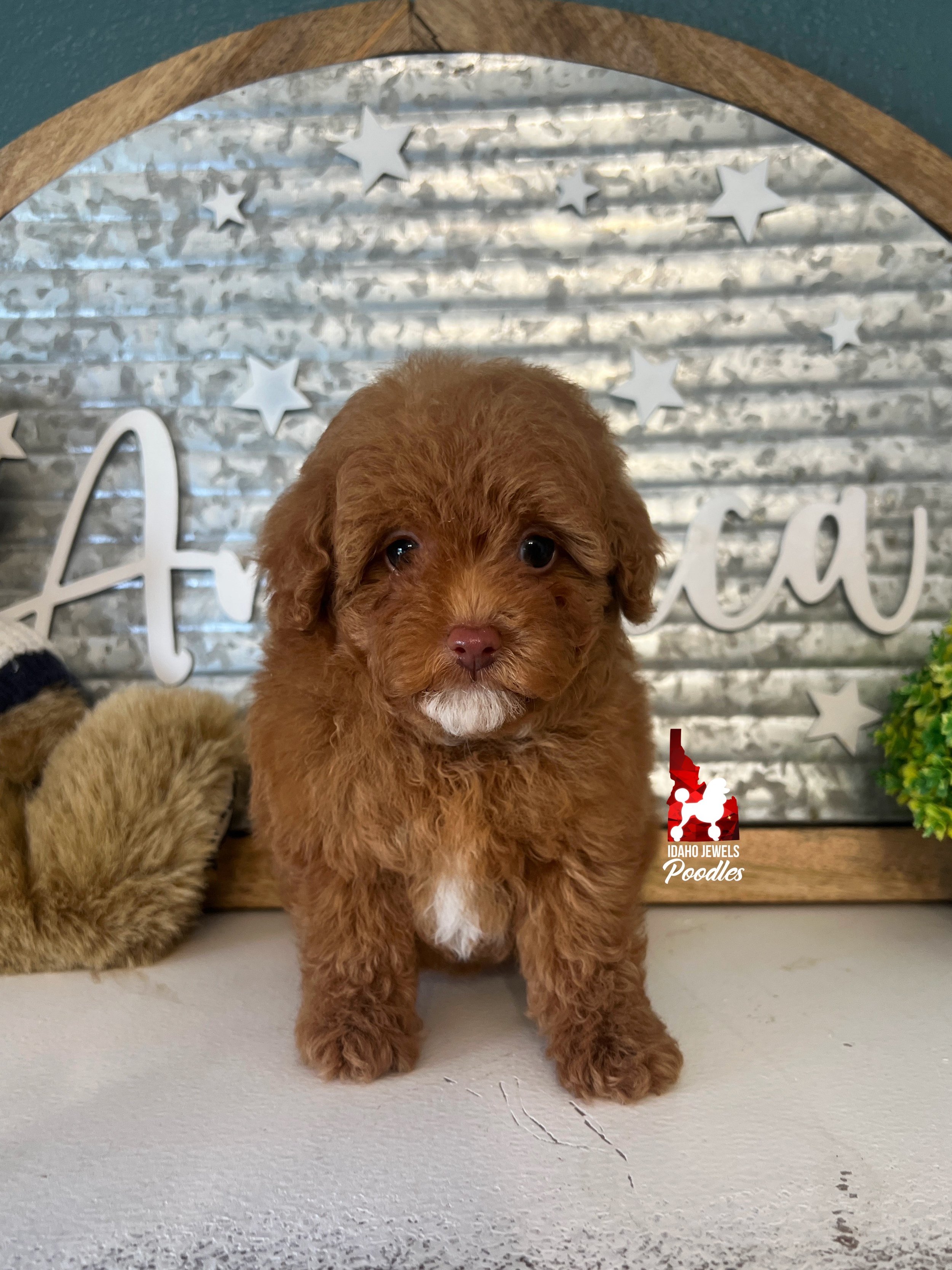 Idaho Jewels Poodles — Find A Furry Family Member